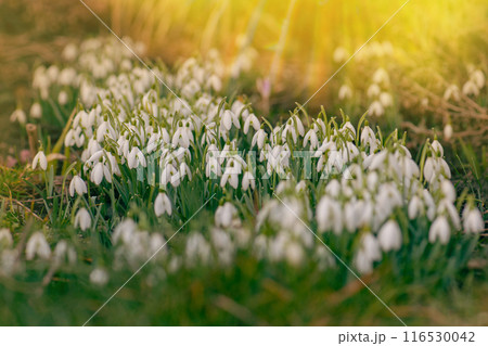 First flowers symbol of spring. Flowers snowdrops in garden. First flowers symbol of spring. Flowers snowdrops in garden. 116530042