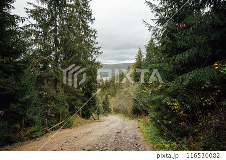 Mountain path among trees and open areas in the Carpathian Mountains. Beautiful nature landscape. Ukraine 116530082