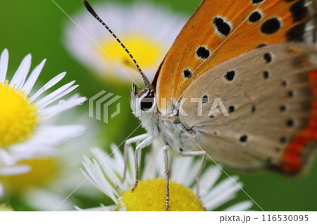 梅雨の季節 ヒメジョオンの蜜を吸いに来たベニシジミのアップ 梅雨の季節 ヒメジョオンの蜜を吸いに来たベニシジミのアップ 116530095
