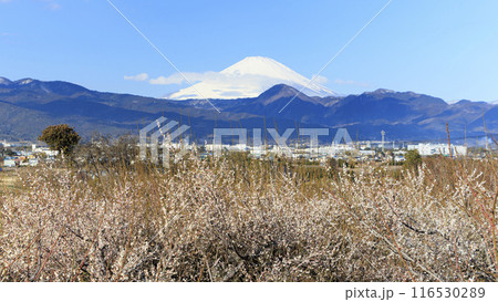梅林から望む冬の富士山(曽我梅まつり) 梅林から望む冬の富士山(曽我梅まつり) 116530289