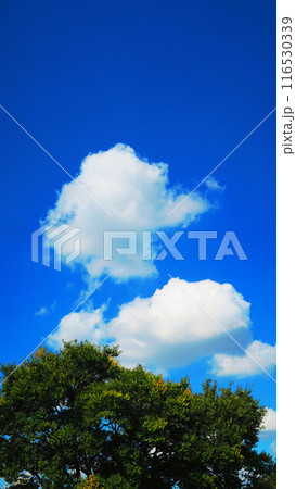 樹木と青空のきれいな風景 樹木と青空のきれいな風景 116530339