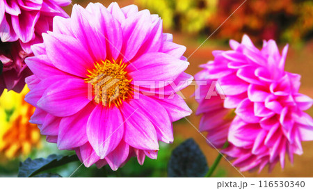 ピンク色のダリアの花の美しい風景 116530340