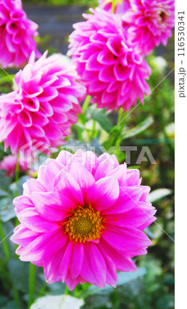 ピンク色のダリアの花の美しい風景 ピンク色のダリアの花の美しい風景 116530341