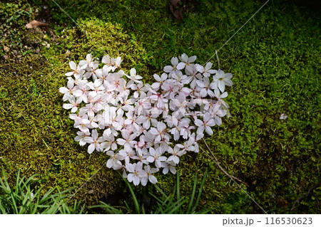 桜の花びら（ハート） 116530623