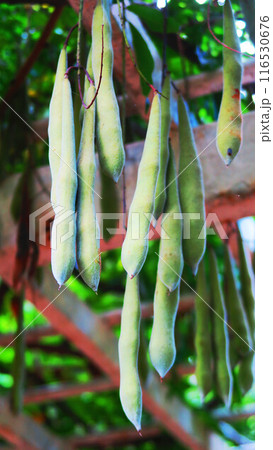 フジの花の実が垂れ下がっている風景 116530676