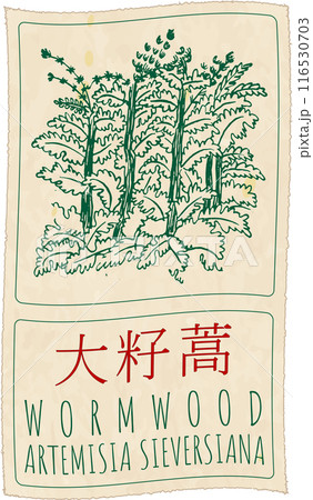 Vector drawing WORMWOOD in Chinese. Hand drawn illustration. The Latin name is ARTEMISIA SIEVERSIANA Vector drawing WORMWOOD in Chinese. Hand drawn illustration. The Latin name is ARTEMISIA SIEVERSIANA 116530703