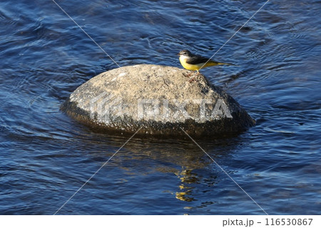 川の石で餌を探すキセキレイ 水辺の野鳥 川の石で餌を探すキセキレイ 水辺の野鳥 116530867