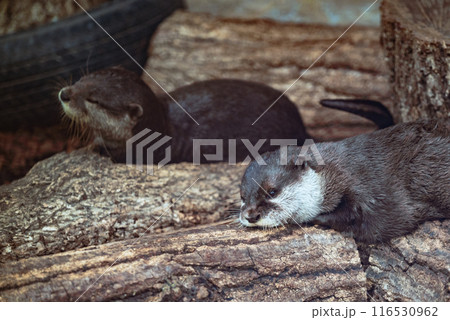 カワウソの休日 116530962