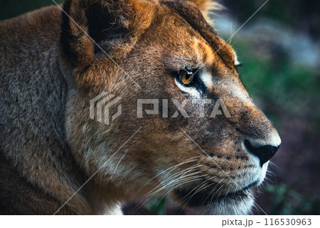 ハンターの休息 ハンターの休息 116530963