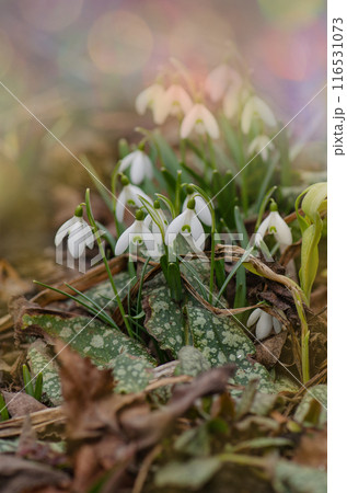 Scenic view of the spring forest with white snowdrops. Snowdrops in spring garden. 116531073