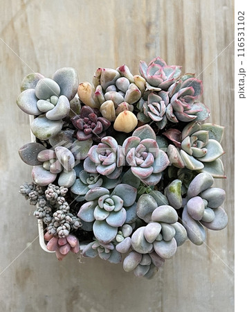 Succulent propagation. Different Echeveria Plant Flower Rosette on wooden board background, top view 116531102