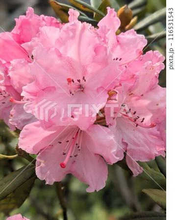 ピンク色のシャクナゲの花 116531543
