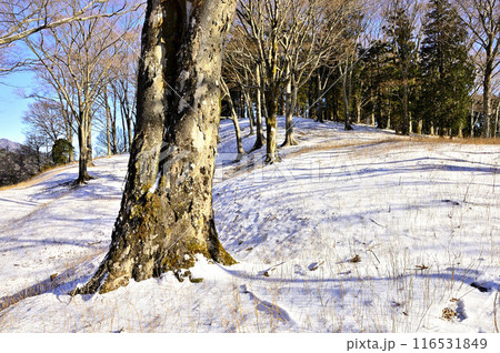 丹沢山地のヨモギ平　静かな雪山の広がり 116531849