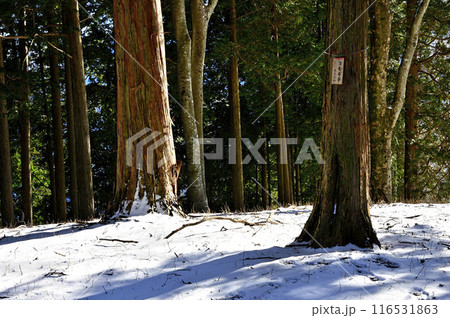 丹沢山地 雪のヨモギ平の森 丹沢山地 雪のヨモギ平の森 116531863