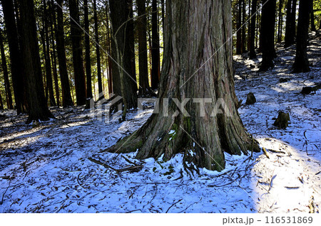 雪の丹沢山地 ヨモギ尾根のヒノキ 雪の丹沢山地 ヨモギ尾根のヒノキ 116531869