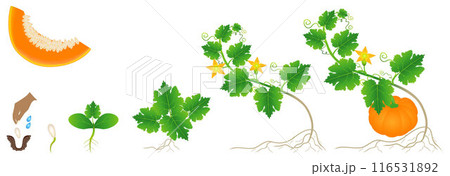 Cycle of growth of a pumpkin plant on a white background. 116531892