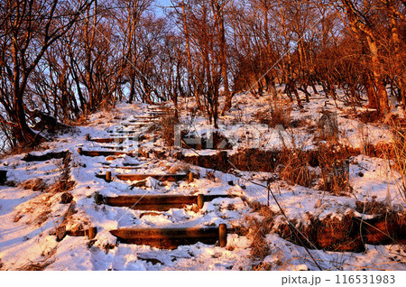 丹沢の二ノ塔　朝焼けに染まる雪道の表尾根 116531983