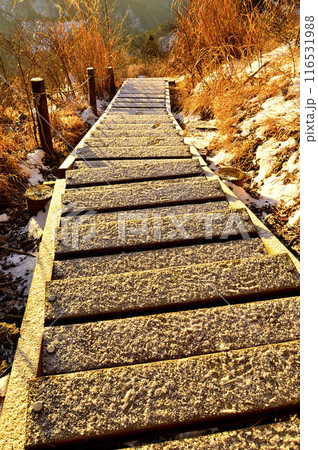 丹沢の二ノ塔　朝日に染まる雪積もる表尾根の木道 116531988