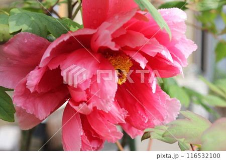 牡丹 ~ ~ ✿ぼたん✿~ ~ 牡丹 ~ ~ ✿ぼたん✿~ ~ 116532100