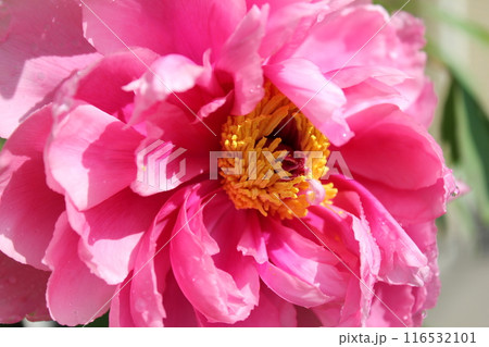 牡丹　　～ ～ ✿ぼたん✿～ ～  116532101