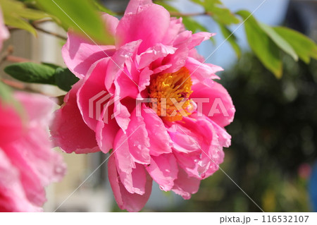 牡丹 ~ ~ ✿ぼたん✿~ ~ 牡丹 ~ ~ ✿ぼたん✿~ ~ 116532107