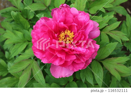 牡丹　　～ ～ ✿ぼたん✿～ ～  116532111