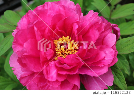 牡丹　　～ ～ ✿ぼたん✿～ ～  116532128