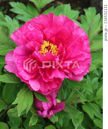 牡丹　　～ ～ ✿ぼたん✿～ ～  116532131