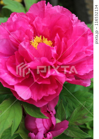 牡丹 ~ ~ ✿ぼたん✿~ ~ 牡丹 ~ ~ ✿ぼたん✿~ ~ 116532134