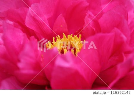 牡丹 ~ ~ ✿ぼたん✿~ ~ 牡丹 ~ ~ ✿ぼたん✿~ ~ 116532145