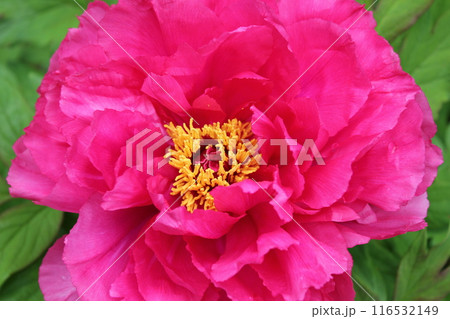 牡丹 ~ ~ ✿ぼたん✿~ ~ 牡丹 ~ ~ ✿ぼたん✿~ ~ 116532149