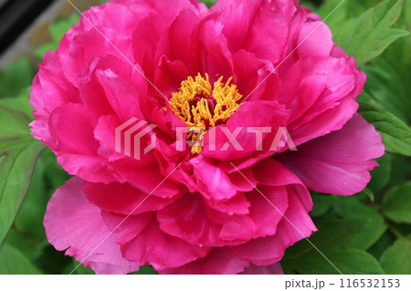 牡丹　　～ ～ ✿ぼたん✿～ ～  116532153