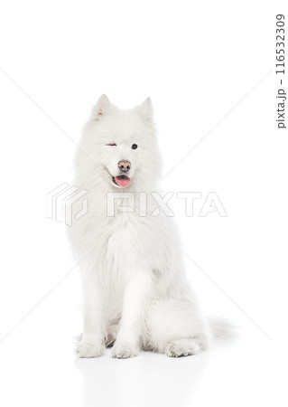 Samoyed sits elegantly, showing its thick, snowy white fur and friendly winks against white studio background. 116532309