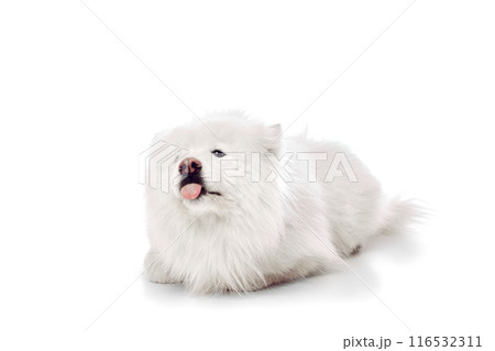 Portrait of playful Samoyed lies down sticking its tongue out in a cheeky expression against white studio background. 116532311