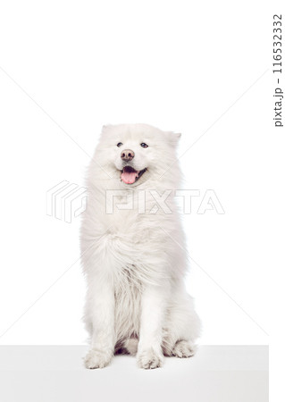 Funny, cute Samoyed sits showing its thick, snowy white fur and friendly demeanor sitting on platform against white studio background. Funny, cute Samoyed sits showing its thick, snowy white fur and friendly demeanor sitting on platform against white studio background. 116532332