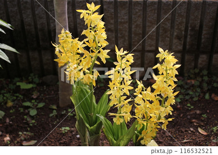 えびね ~・・・Calanthe sieboldii・・・~ えびね ~・・・Calanthe sieboldii・・・~ 116532521