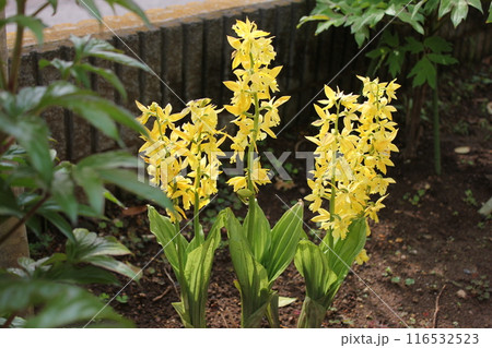 えびね ~・・・Calanthe sieboldii・・・~ えびね ~・・・Calanthe sieboldii・・・~ 116532523