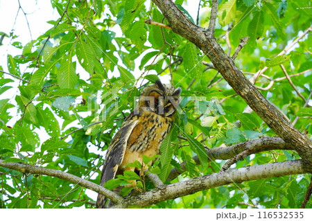 トラフズクの幼鳥がかわいい トラフズクの幼鳥がかわいい 116532535