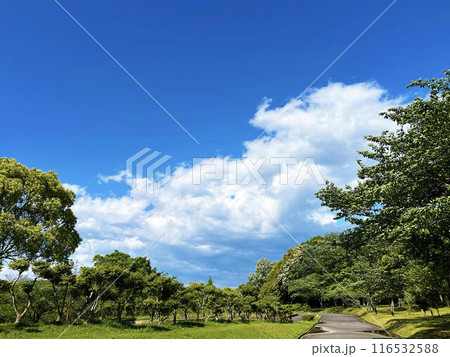 公園の木々と空模様 116532588