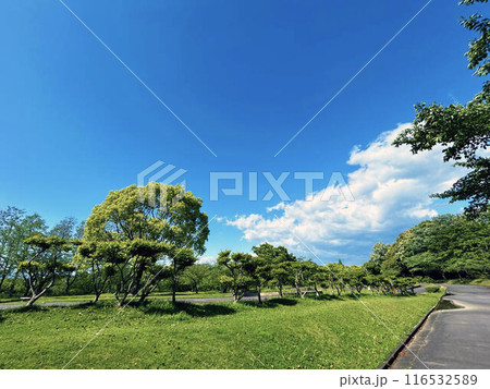 晴れた日の公園の風景 116532589