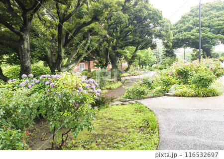 港の見える丘公園の横浜市イギリス館のバラ園と紫陽花 港の見える丘公園の横浜市イギリス館のバラ園と紫陽花 116532697