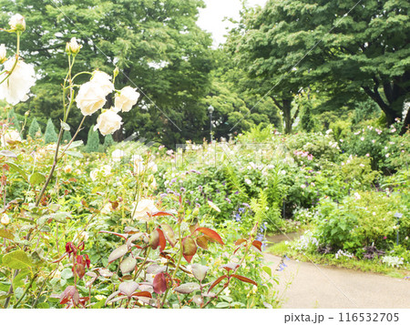 港の見える丘公園の横浜市イギリス館のバラ園と紫陽花 港の見える丘公園の横浜市イギリス館のバラ園と紫陽花 116532705