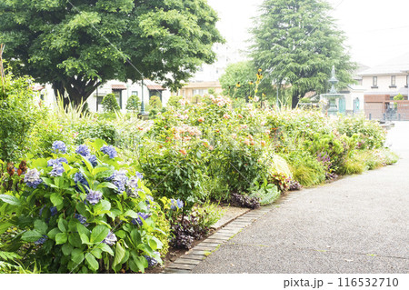 港の見える丘公園の横浜市イギリス館のバラ園と紫陽花 116532710