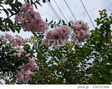 初夏の庭に咲くピンク色のサルスベリの花 初夏の庭に咲くピンク色のサルスベリの花 116532980