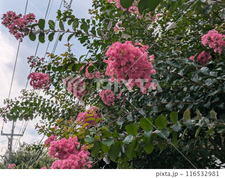 初夏の庭に咲くピンク色のサルスベリの花 初夏の庭に咲くピンク色のサルスベリの花 116532981