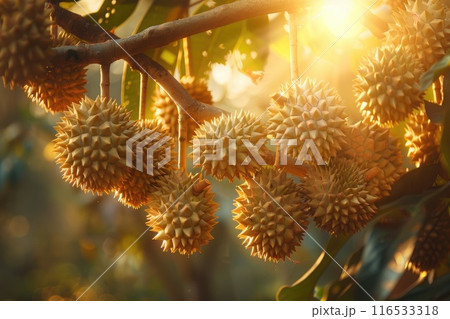 Cluster of durian fruits hanging from a branch in a tropical plantation, with sunlight 116533318