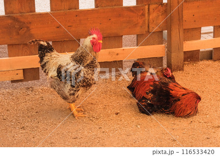 Chickens are being farmed outdoors. Hen farm. Chickens are being farmed outdoors. Hen farm. 116533420