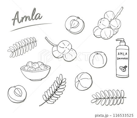 Amla fruits, half fruit, leavs, shampoo, and fruits in a bowl. Hand-drawn illustration isolated on white background. 116533525