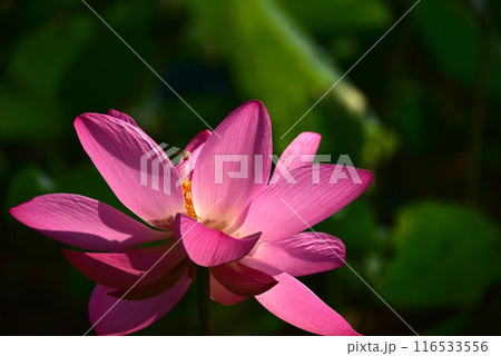 光と影が造る蓮の花の美しさ 116533556