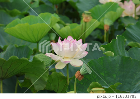 葉の間から顔を出した蓮の花 116533785